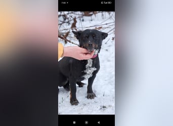 Bekky sucht ihr Für -immer -Zuhause ❤️❤️❤️❤️