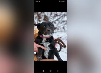 Bekky sucht ihr Für -immer -Zuhause ❤️❤️❤️❤️