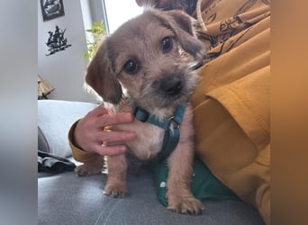 Grisu - kleiner Held mit großem Herz