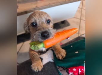 Grisu - kleiner Held mit großem Herz