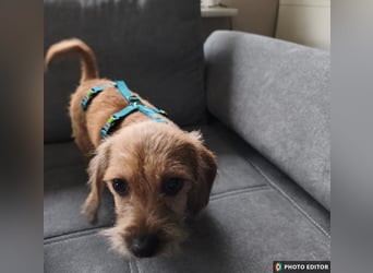 Grisu - kleiner Held mit großem Herz