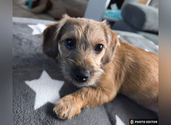 Grisu - kleiner Held mit großem Herz