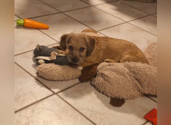 Grisu - kleiner Held mit großem Herz