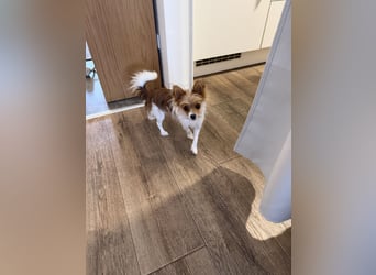 Kleinen Hund
