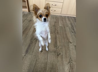Kleinen Hund