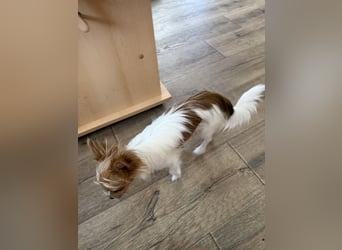 Kleinen Hund