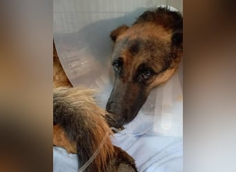 Snickers sucht ein Zuhause