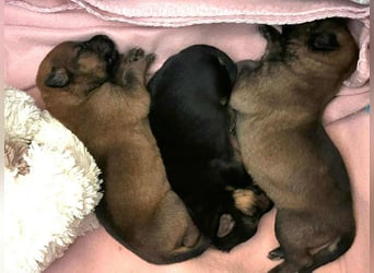 Snickers sucht ein Zuhause