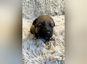 Snickers sucht ein Zuhause