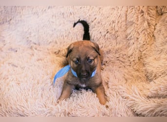 Snickers sucht ein Zuhause