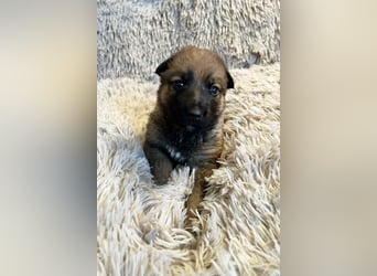 Snickers sucht ein Zuhause