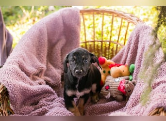 Chipsy: Hundekind sucht ein Zuhause