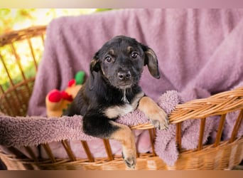 Chipsy: Hundekind sucht ein Zuhause