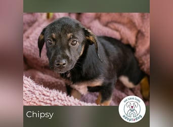 Chipsy: Hundekind sucht ein Zuhause