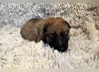 Snickers sucht ein Zuhause