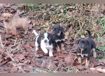 Chipsy: Hundekind sucht ein Zuhause