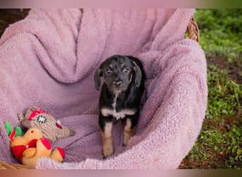 Chipsy: Hundekind sucht ein Zuhause