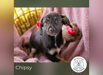 Chipsy: Hundekind sucht ein Zuhause