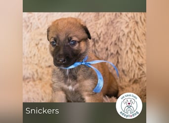 Snickers sucht ein Zuhause