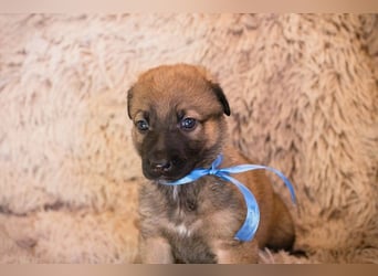 Snickers sucht ein Zuhause