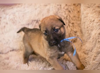 Snickers sucht ein Zuhause