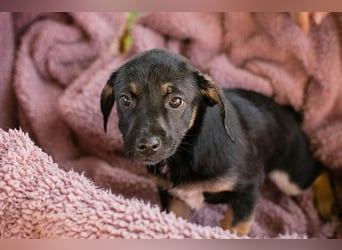 Chipsy: Hundekind sucht ein Zuhause