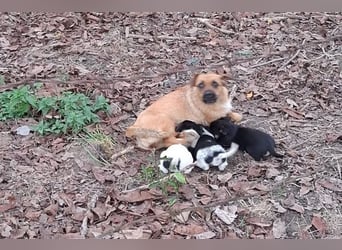 Chipsy: Hundekind sucht ein Zuhause