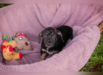 Chipsy: Hundekind sucht ein Zuhause