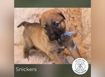 Snickers sucht ein Zuhause