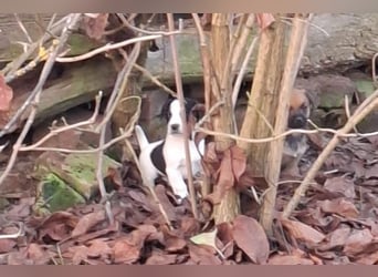 Chipsy: Hundekind sucht ein Zuhause