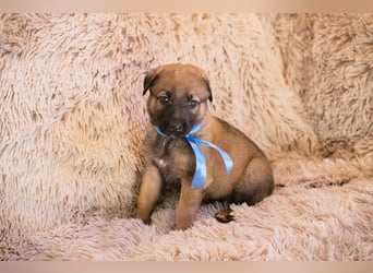 Snickers sucht ein Zuhause