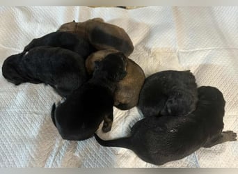 Snickers sucht ein Zuhause