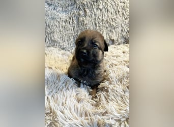 Snickers sucht ein Zuhause