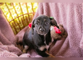 Chipsy: Hundekind sucht ein Zuhause