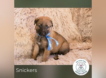 Snickers sucht ein Zuhause