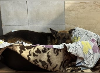 Snickers sucht ein Zuhause