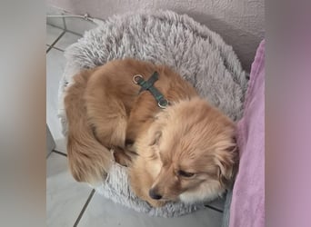 Loki sucht sein Zuhause