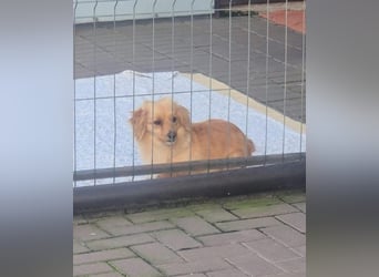 Loki sucht sein Zuhause