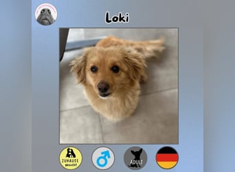 Loki sucht sein Zuhause