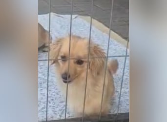 Loki sucht sein Zuhause