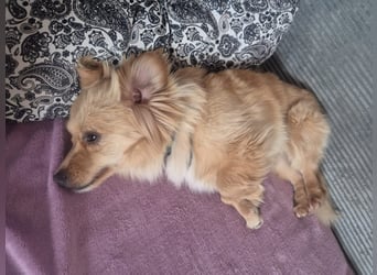 Loki sucht sein Zuhause