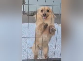 Loki sucht sein Zuhause