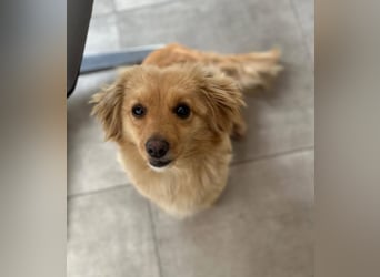 Loki sucht sein Zuhause