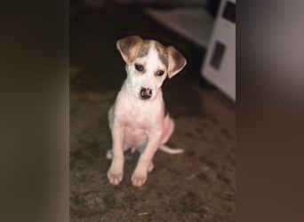 Lenny BE- kleiner Welpe mit großen Plänen für die Zukunft