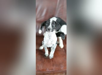 Linett BE- kleine Welpin mit großen Plänen für die Zukunft