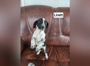 Linett BE- kleine Welpin mit großen Plänen für die Zukunft