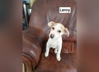 Lenny BE- kleiner Welpe mit großen Plänen für die Zukunft