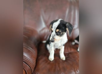 Lio BE- kleiner Welpe mit großen Plänen für die Zukunft