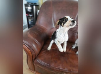 Lio BE- kleiner Welpe mit großen Plänen für die Zukunft