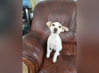 Lenny BE- kleiner Welpe mit großen Plänen für die Zukunft